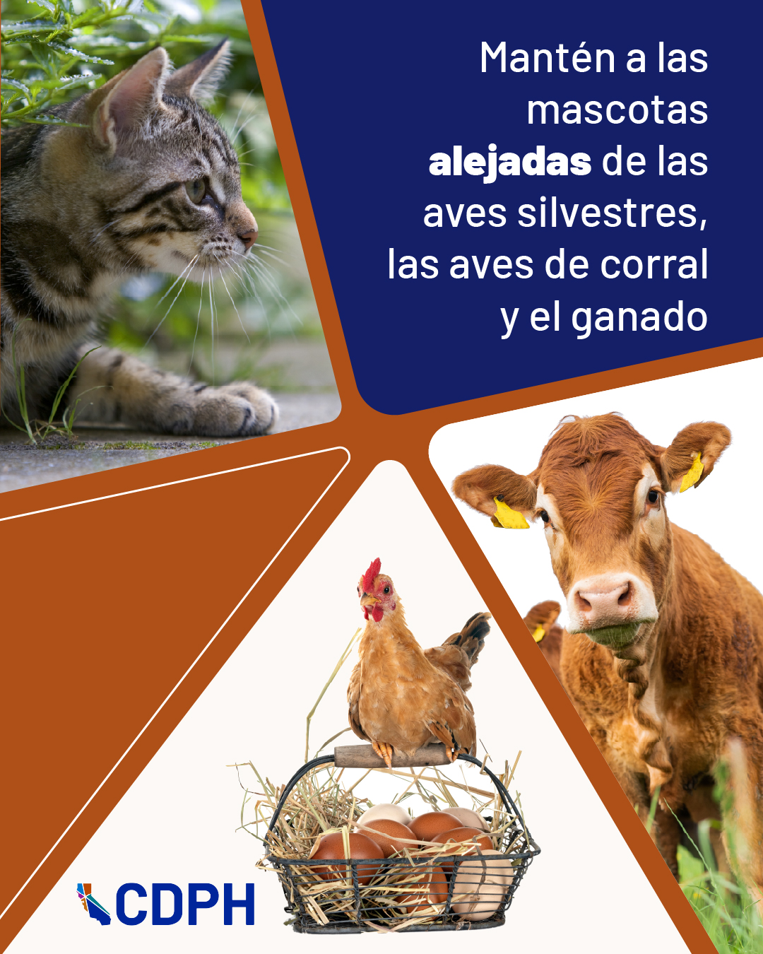 manten a las mascotas alejadas de las aves silvestres, las aves de corral y el ganado