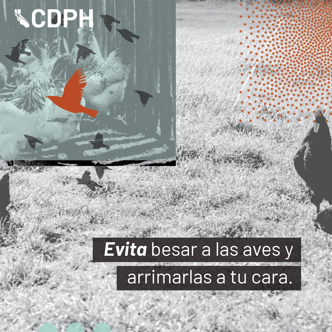 evita besaar a las aves y arrimarlas a tu cara evita besaar a las aves y arrimarlas a tu cara
