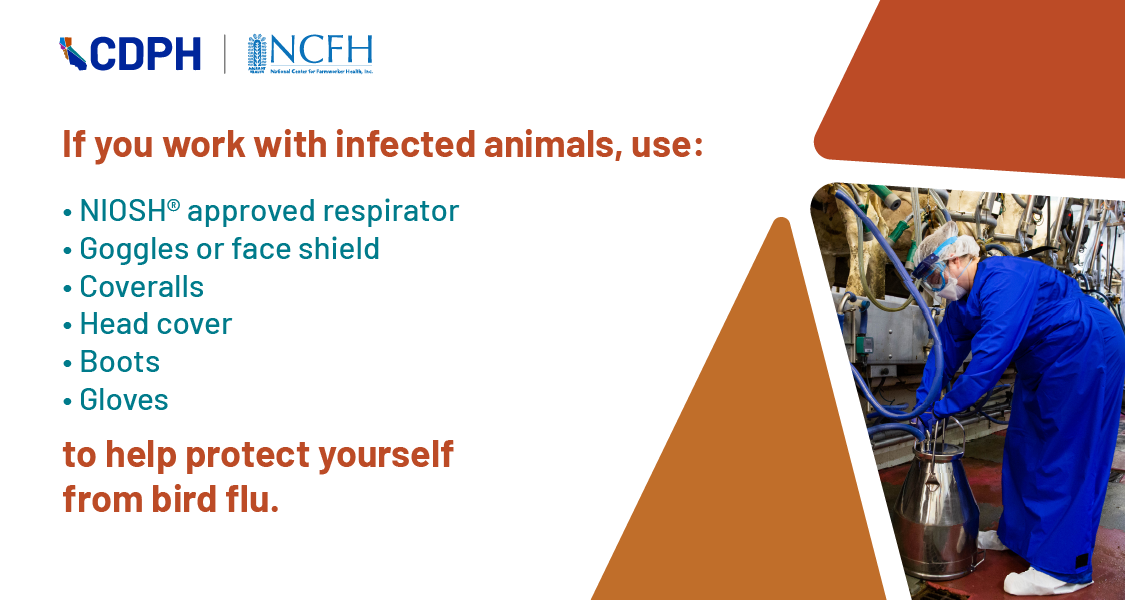 if you work with infected animals, use NIOSH approved respirator, goggles or face shield, coveralls, head cover, boots, and glov