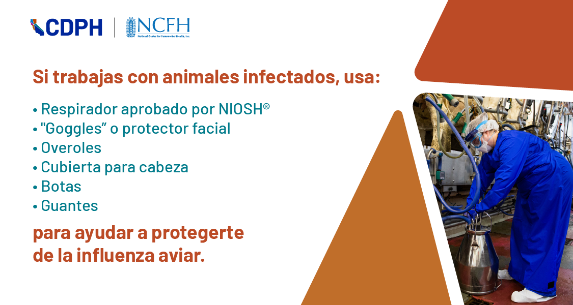 si trabajas con animales infectados, usa: respirador aprobado por NIOSH, "Goggles" o protector facial, overoles, 