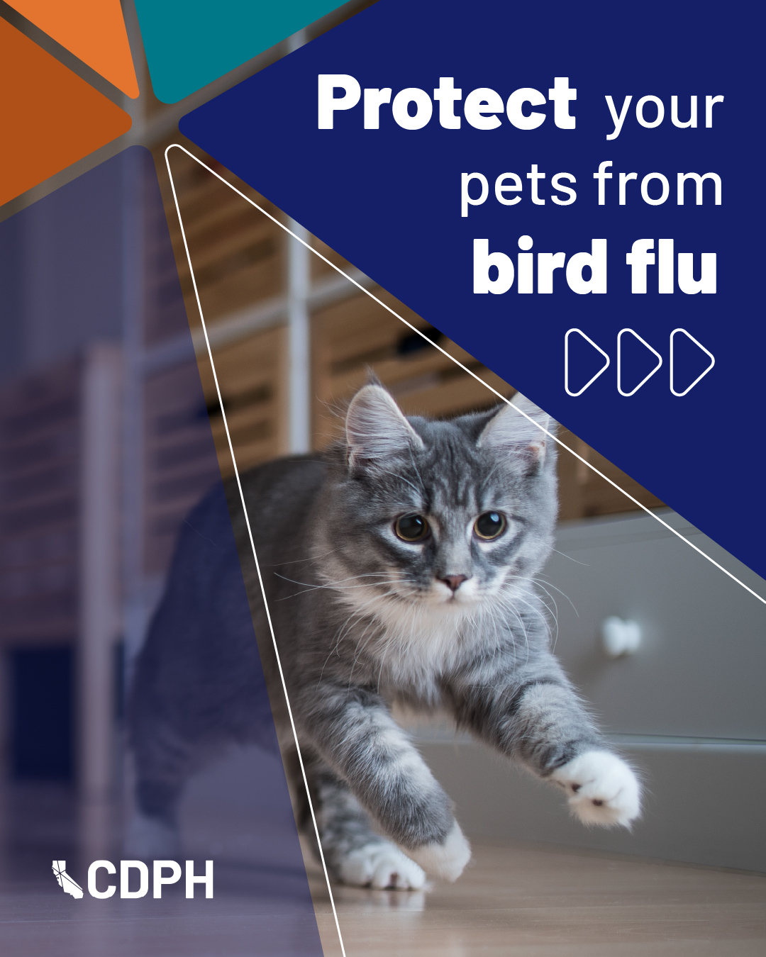 Protect your pets from bird flu