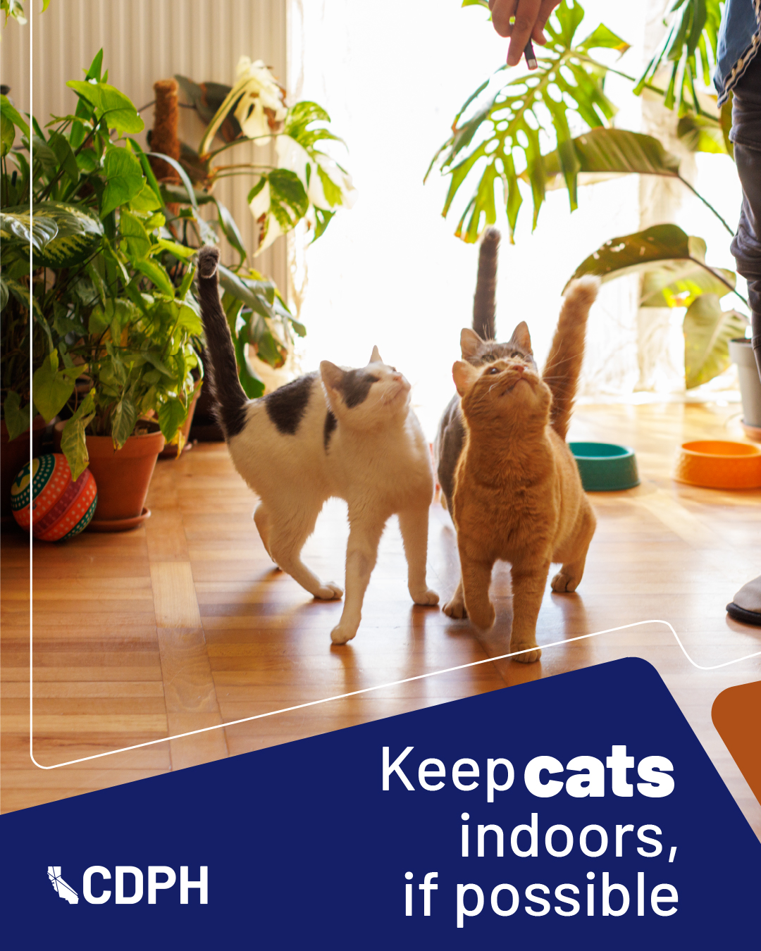 Keep cats indoors, if possible