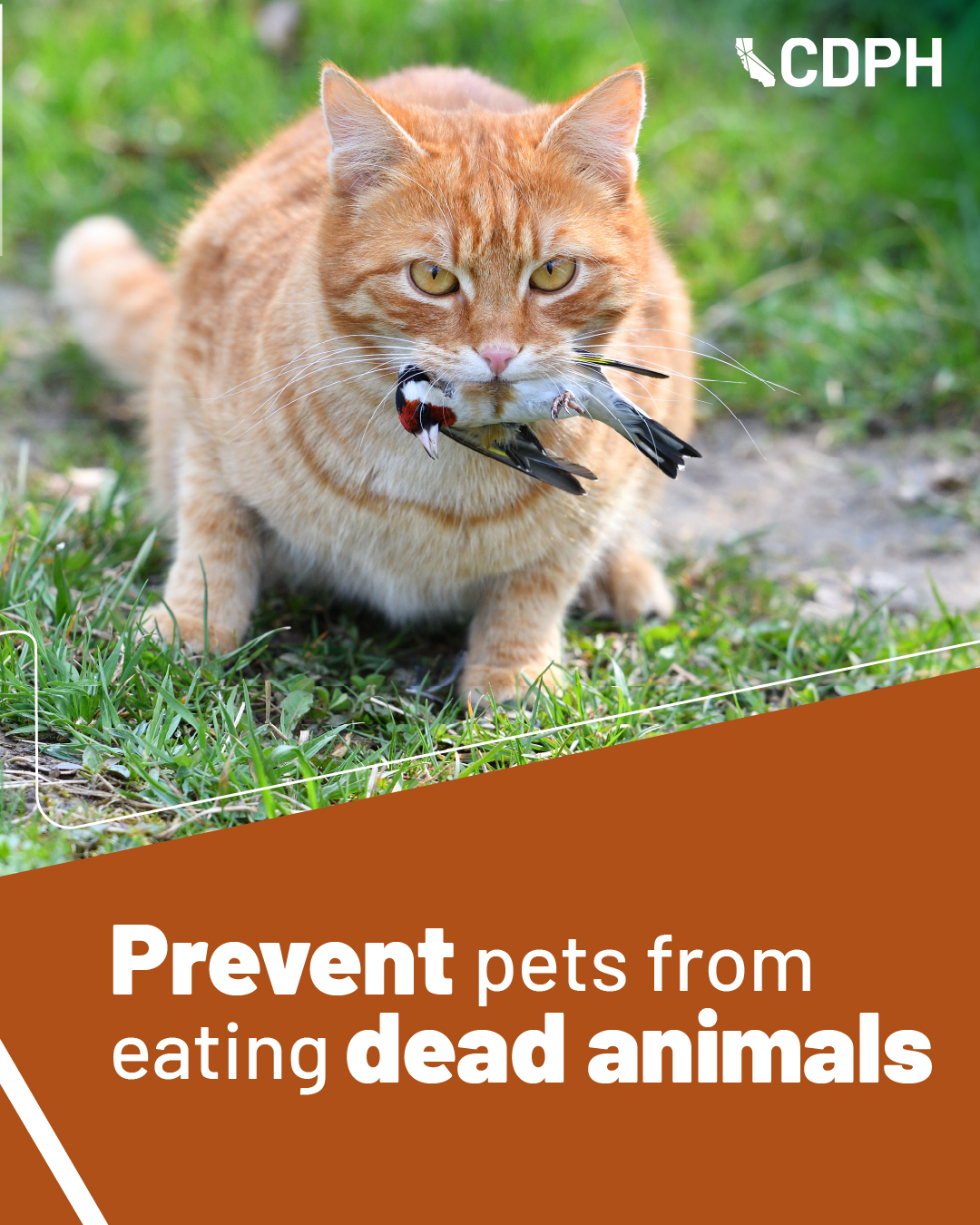 prevent pets from eating dead animals