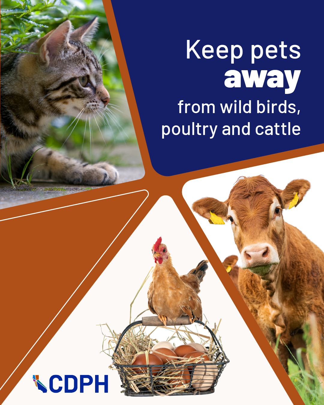 keep pets away from wild birds, poultry and cattle